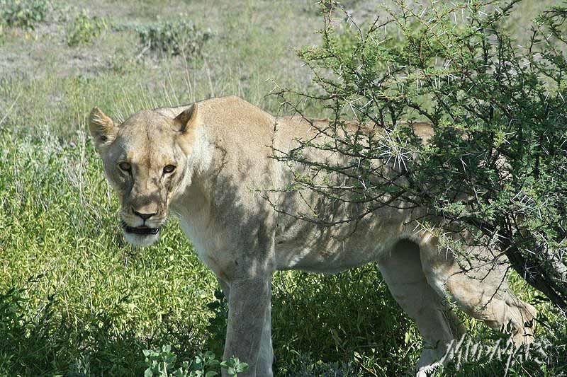 Mud Maps Africa Namibia 0733